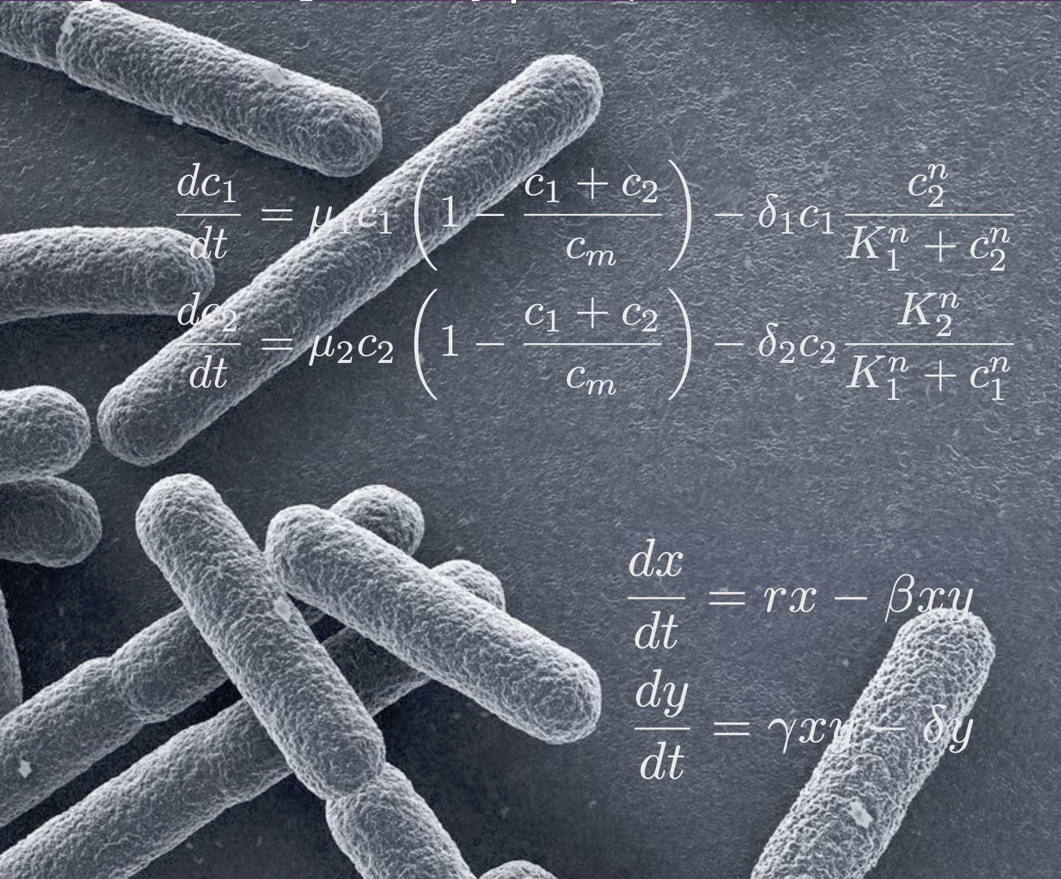 Synthetic ecosystems